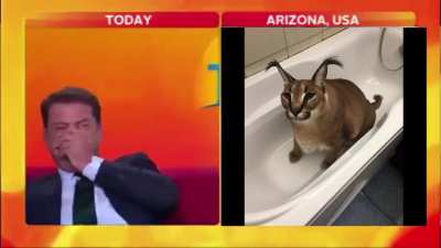Flop on tv