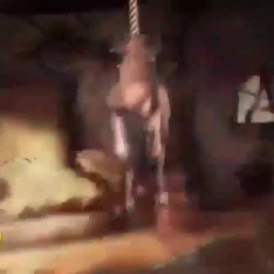 D;
