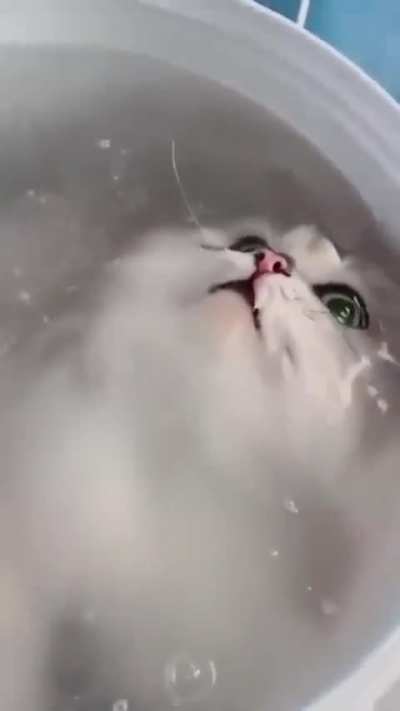 Después dicen que los gatos huyen del agua....