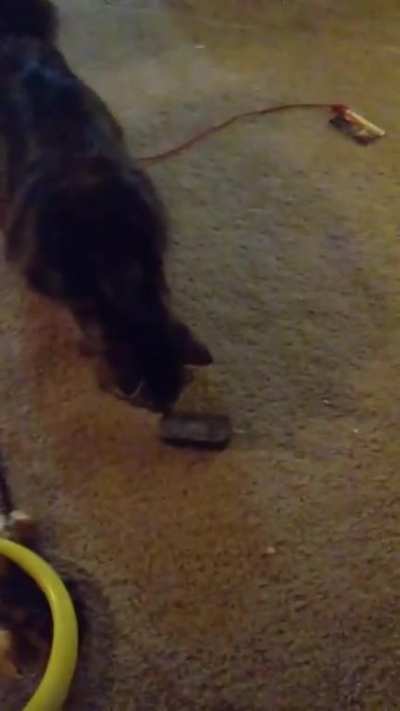 For some reason she was very suspicious of the dry eraser...