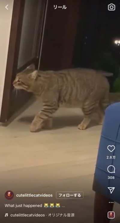 Cat (and human?) surprise scream!