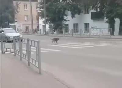 Russian dog crosses street
