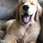 Poor doggo gets booped mercilessly