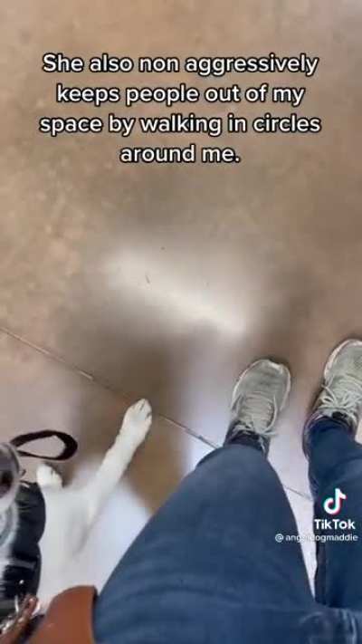 Maddie the angel earth dog