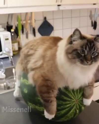 This is now my watermelon