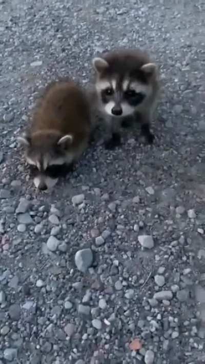 Oops 🦝