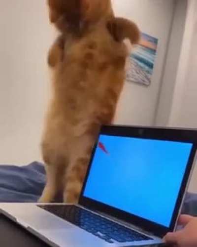 Touch tha Fishy