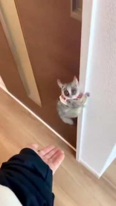 Bonk