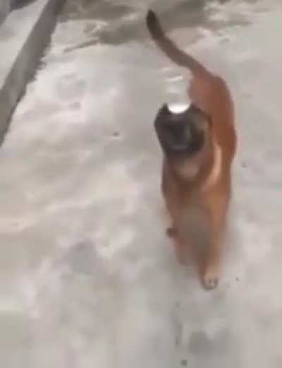 Doneite novo