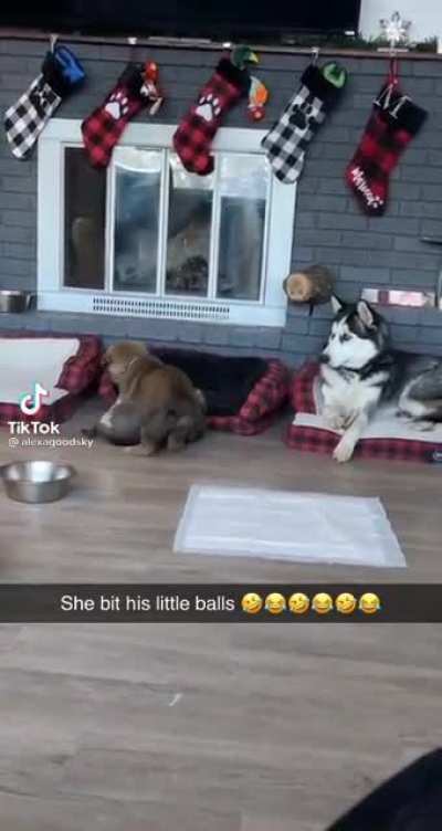 She bit his little balls