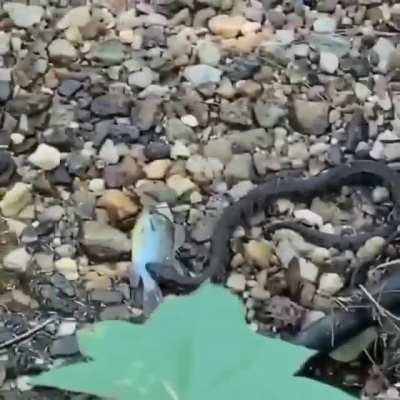 Something is fishy here...