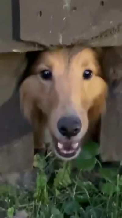 bark bark bork barAAAAAAAAAAAAAAAAAAAAAAAA-