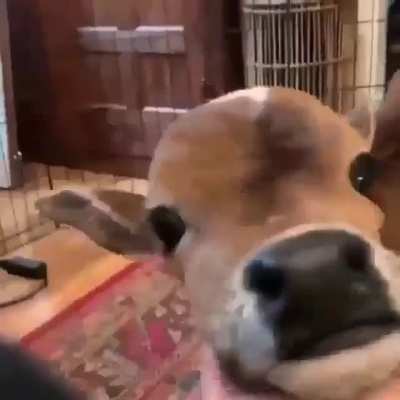 Scratching under the chin