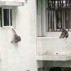 Monkeys enjoying the good life!