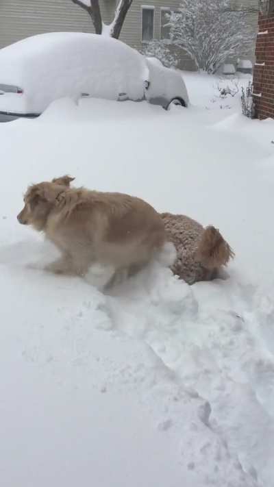 Snow day !