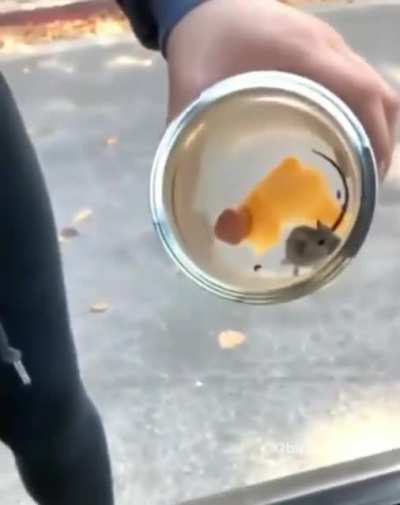 Just a little mouse....
