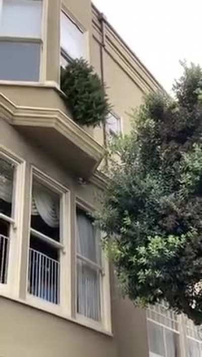 Throwing a Christmas tree out a window