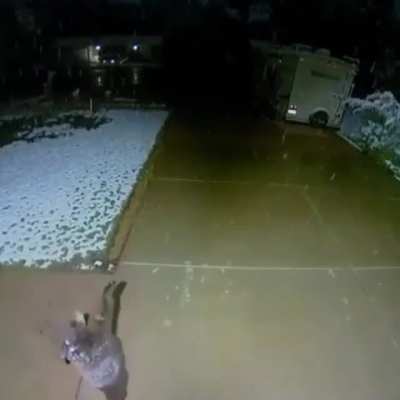 Baby bear catching snowflakes