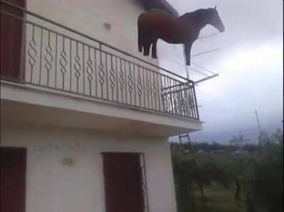 juan.