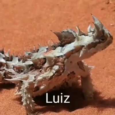 Luiz 😠😠😠