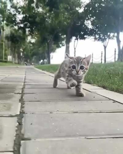 Котик