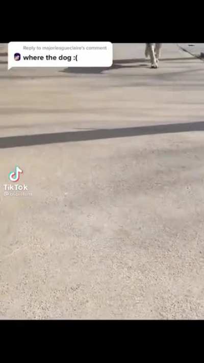 Dog screams