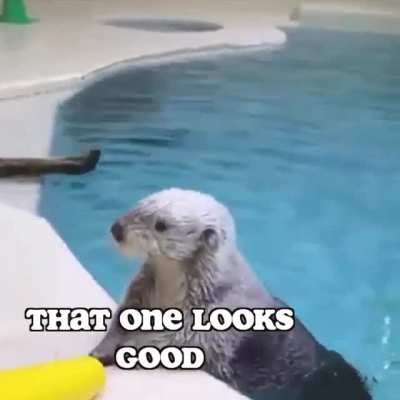 Otter and his Cone