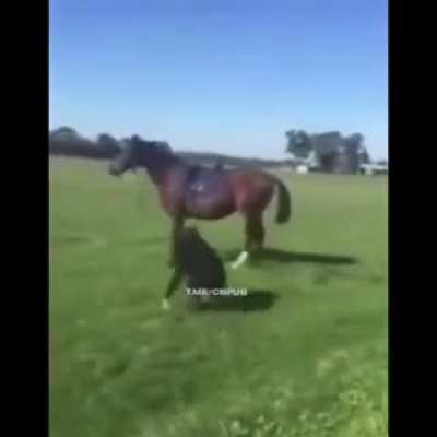 The unspoken bond between horse and rider