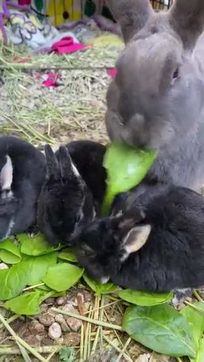 Tiny munches