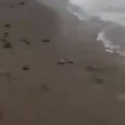 Dogs + beach - child = shcncnlrrup