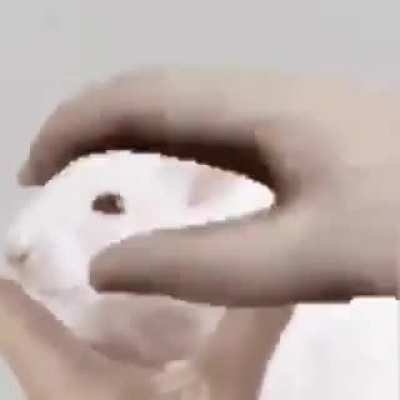 RAT