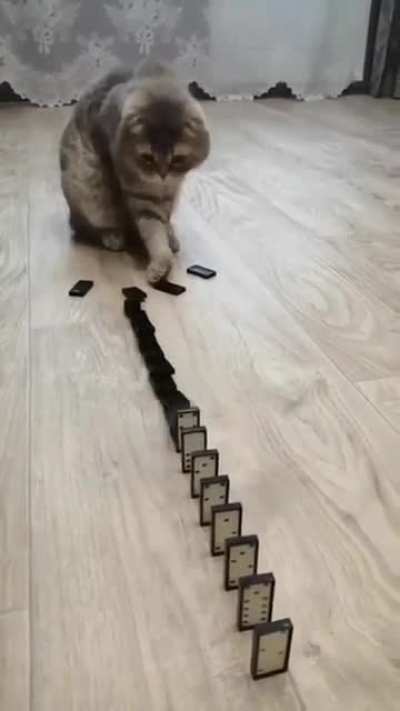 cats can have fun too