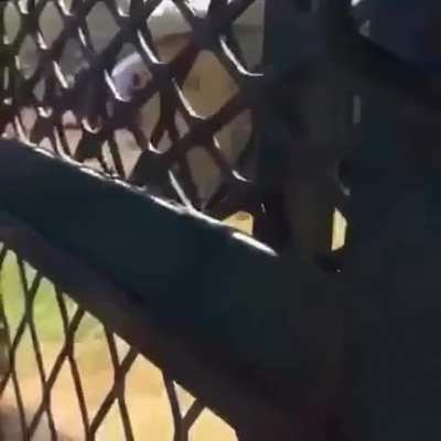 Getting in lions' habitat