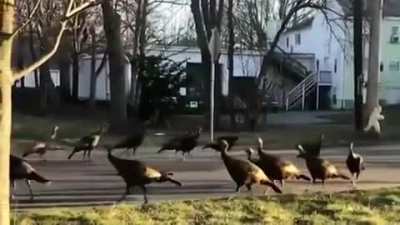 Wild turkeys walking in a circle around a dead cat in the middle.