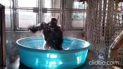 Giant silverback having an absolute blast