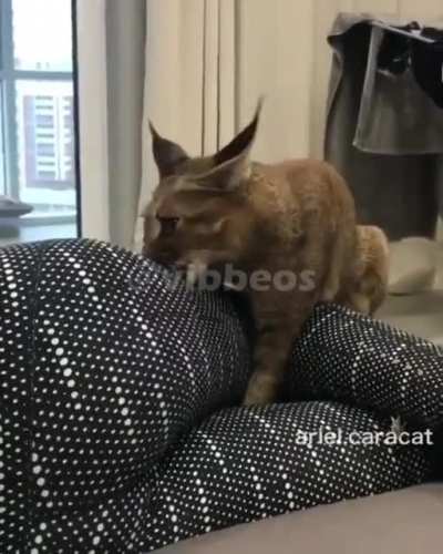 The ass eater