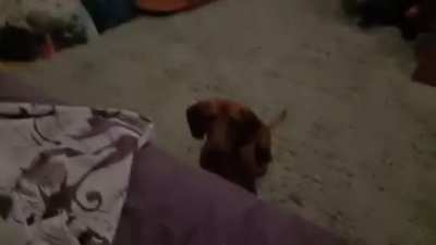 Cute lil brown do-