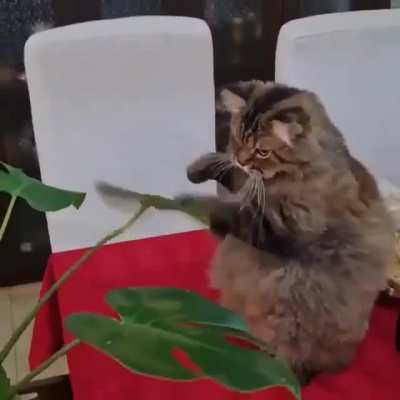 Cat.