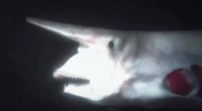 With the goblin shark, it’s pretty strai<wbr>ghtfo<wbr>rward