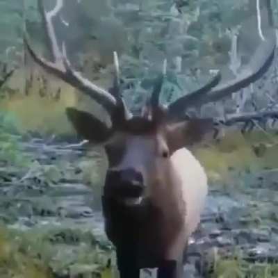 Angry Moose