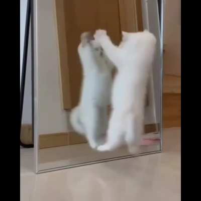 So cute kitty