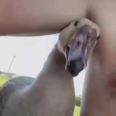 Cute duck