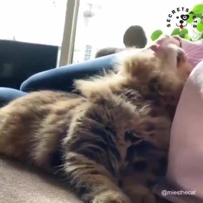 There is something about cats...(and men!)