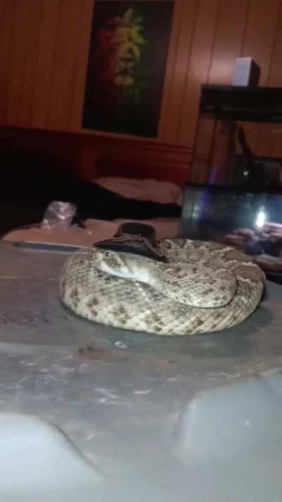 Cowsnake