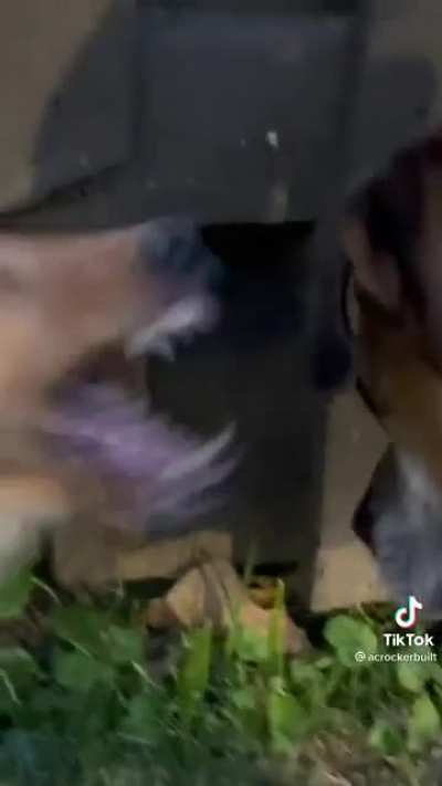 I’m sorry, I usually wouldn’t post TikToks, but this was just too good not to.