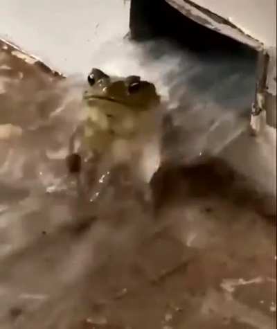 froggy vibes