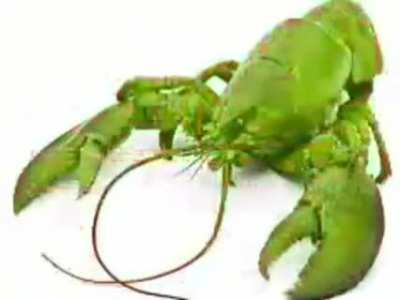 slipknot lobster rule