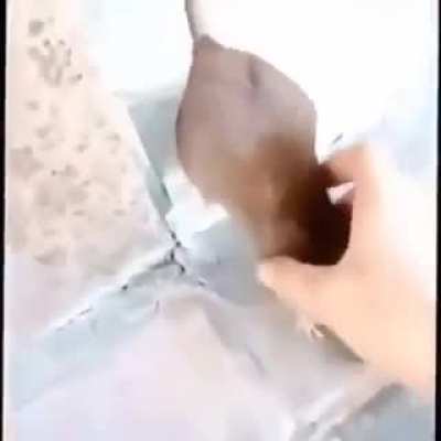 Frends uwu