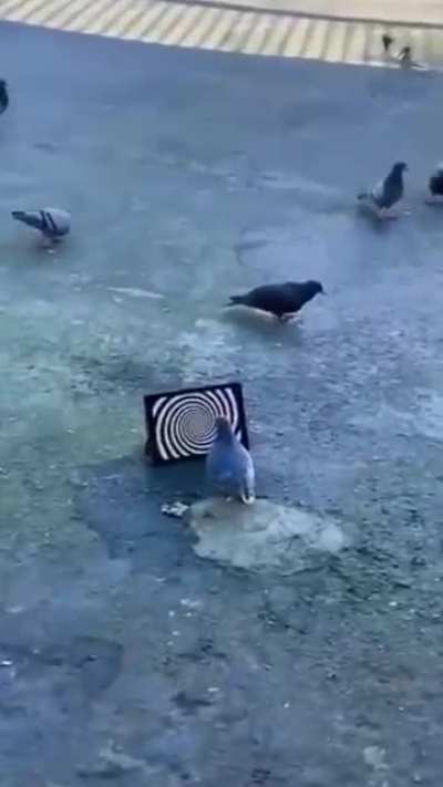 Pigeon trap
