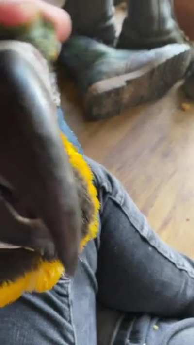 Squeakybirb!